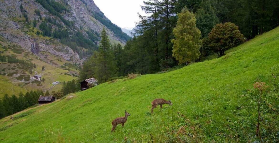 Chalet for rent in Zermatt